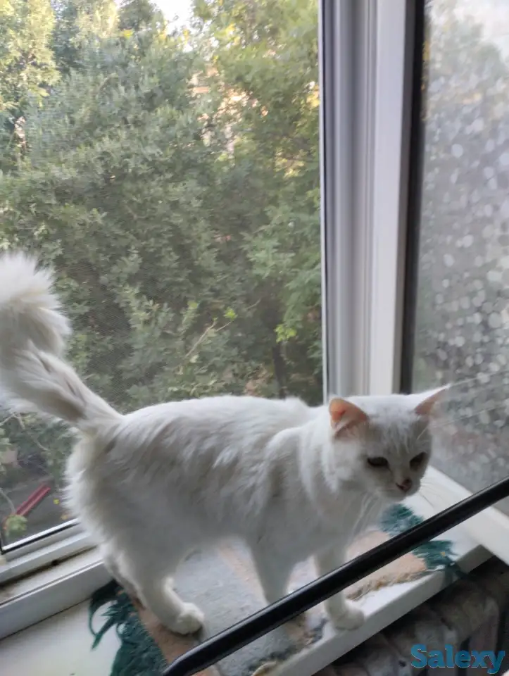 Продаются котята. Шотландская вислоухая., фотография 6