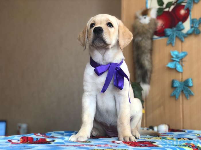 Продаются щенки лабрадора ретривера., фотография 1