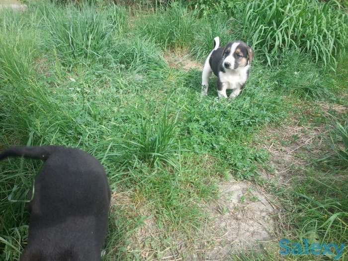 Щенки сторожевые., фотография 5