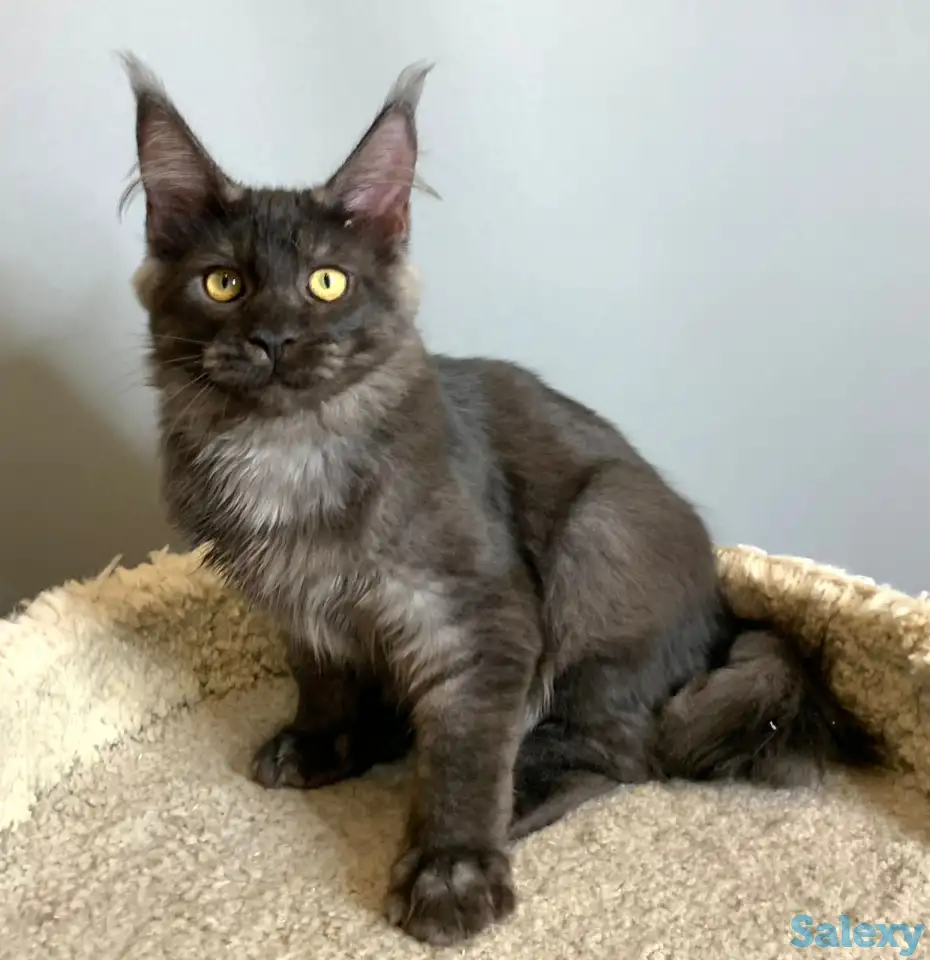 Мальчик мейнкун, фотография 7