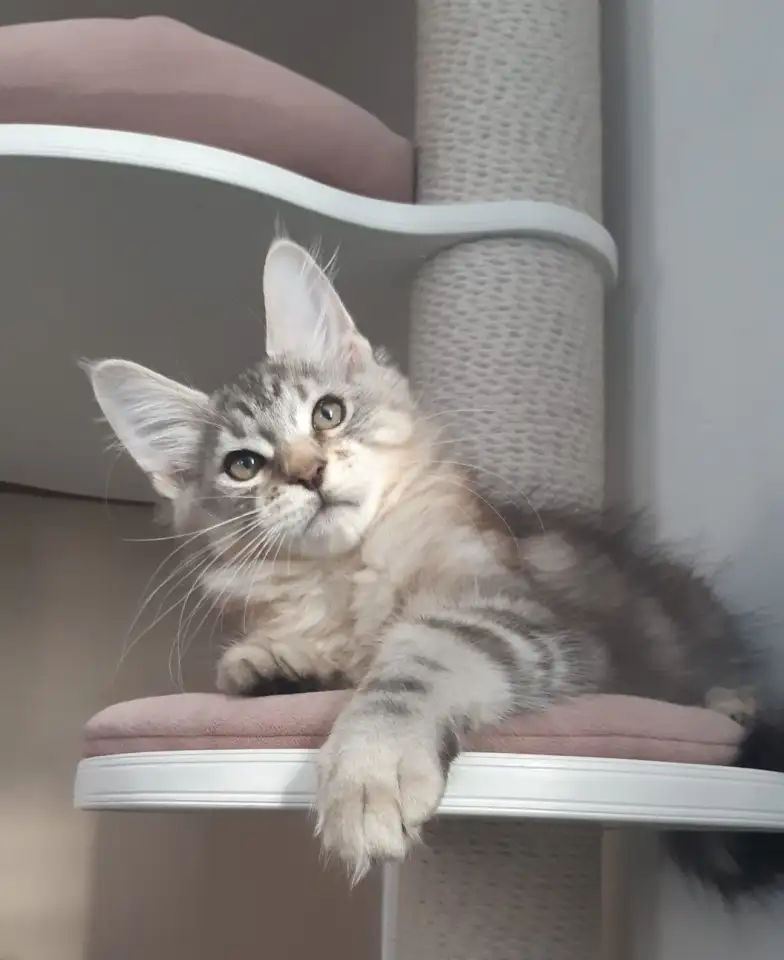 Продам котенка мейнкуна, фотография 1