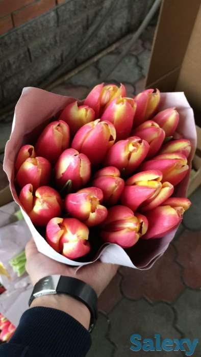 Голландские тюльпаны 10 лучших сортов,оптом и в розницу !, фотография 1