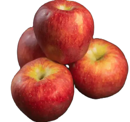 Яблоки, фотография 1