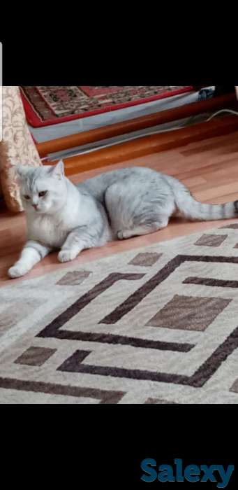 Шотландские  котята, фотография 2