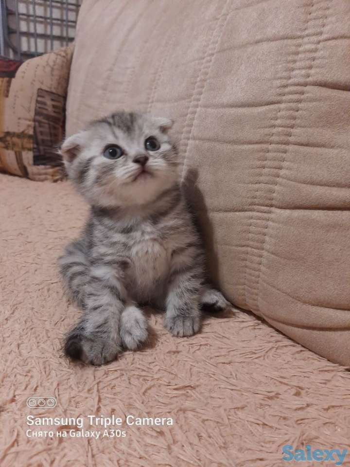 Продам котят мальчиков и девочек., фотография 1