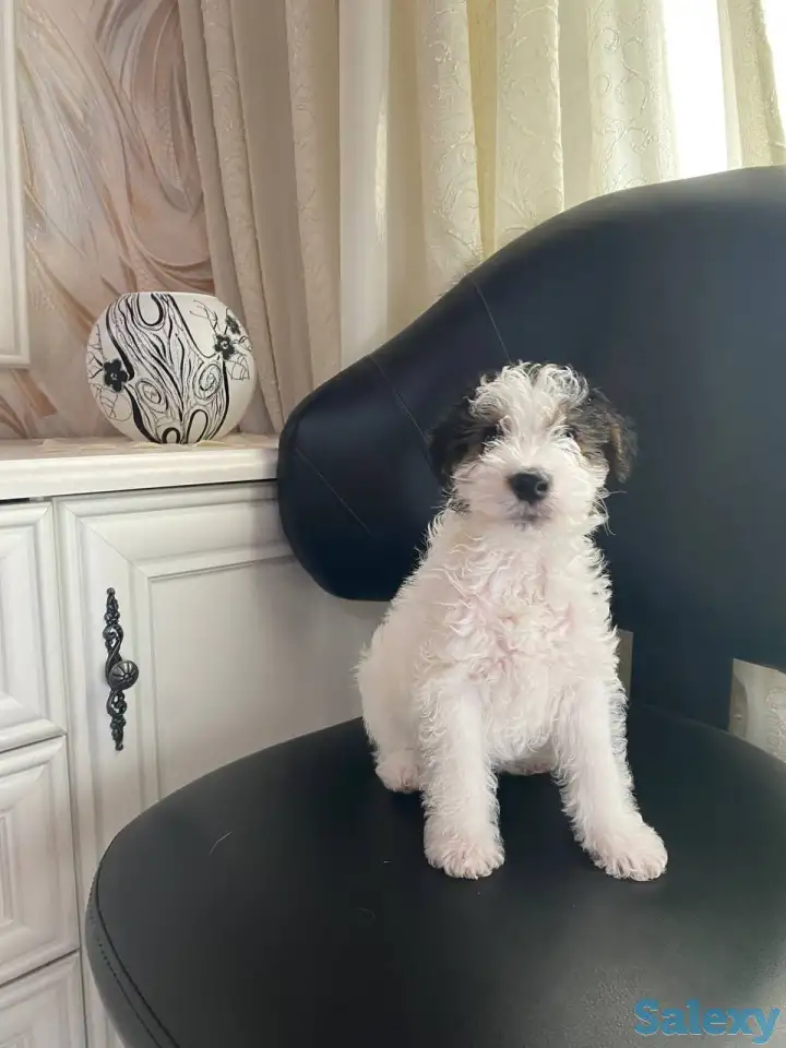 Предлагаются к продаже очаровательные щенки фокстерьера!!, фотография 5