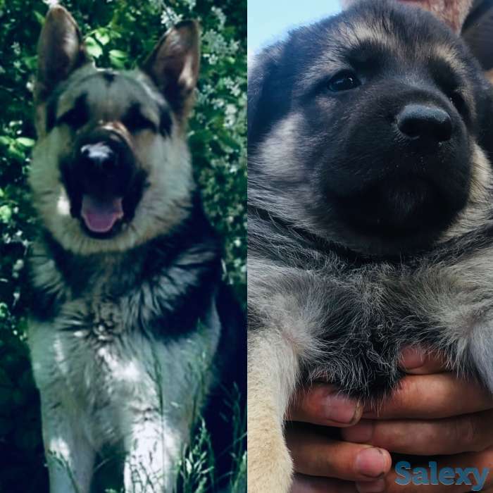 Продам щенков Восточноевропейской овчарки, фотография 1