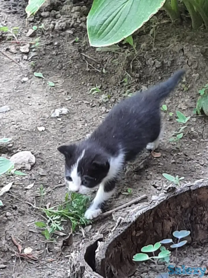 Потерялись хозяева у маленьких котят, фотография 10