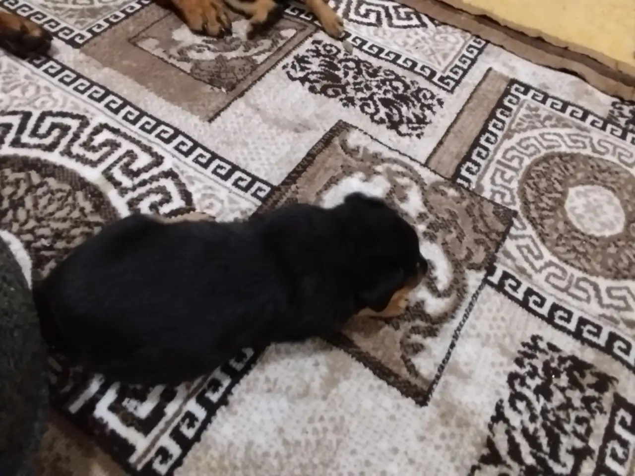 Продам, фотография 7