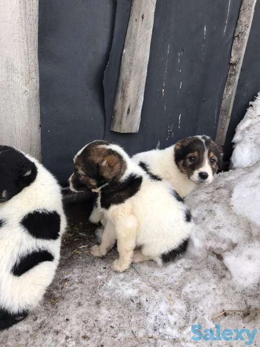 Щенки алабай, фотография 2