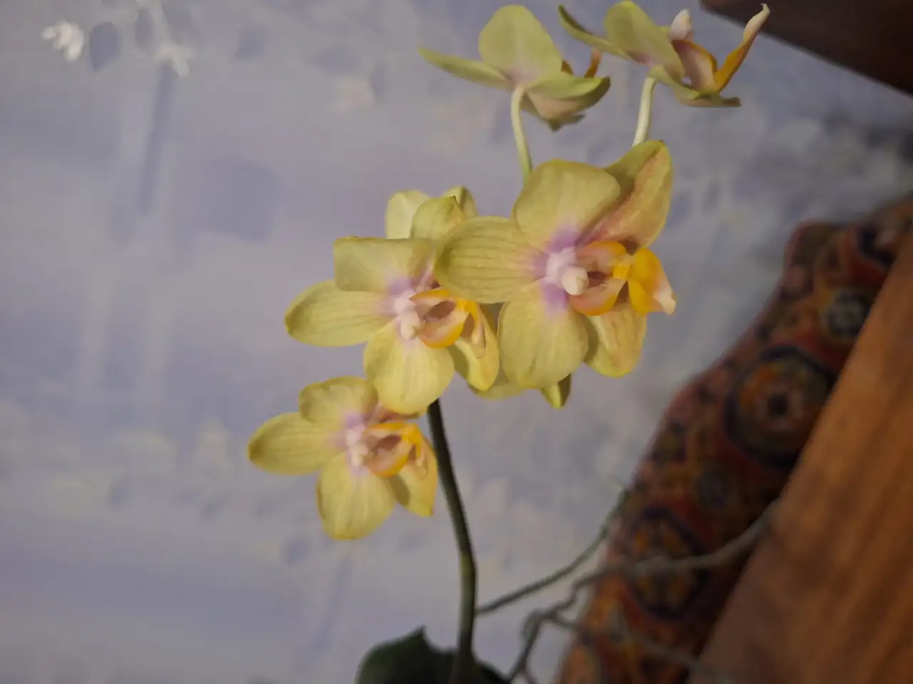 Продам орхидеи, фотография 5