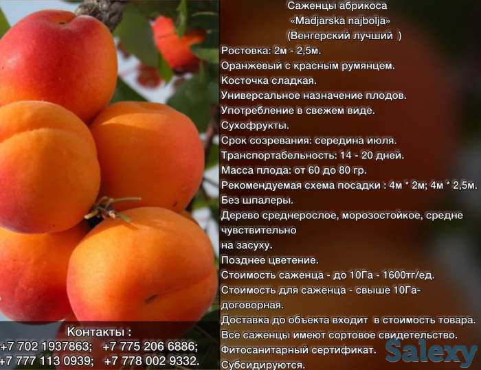 Саженцы абрикоса Madjarska najbolja., фотография 1