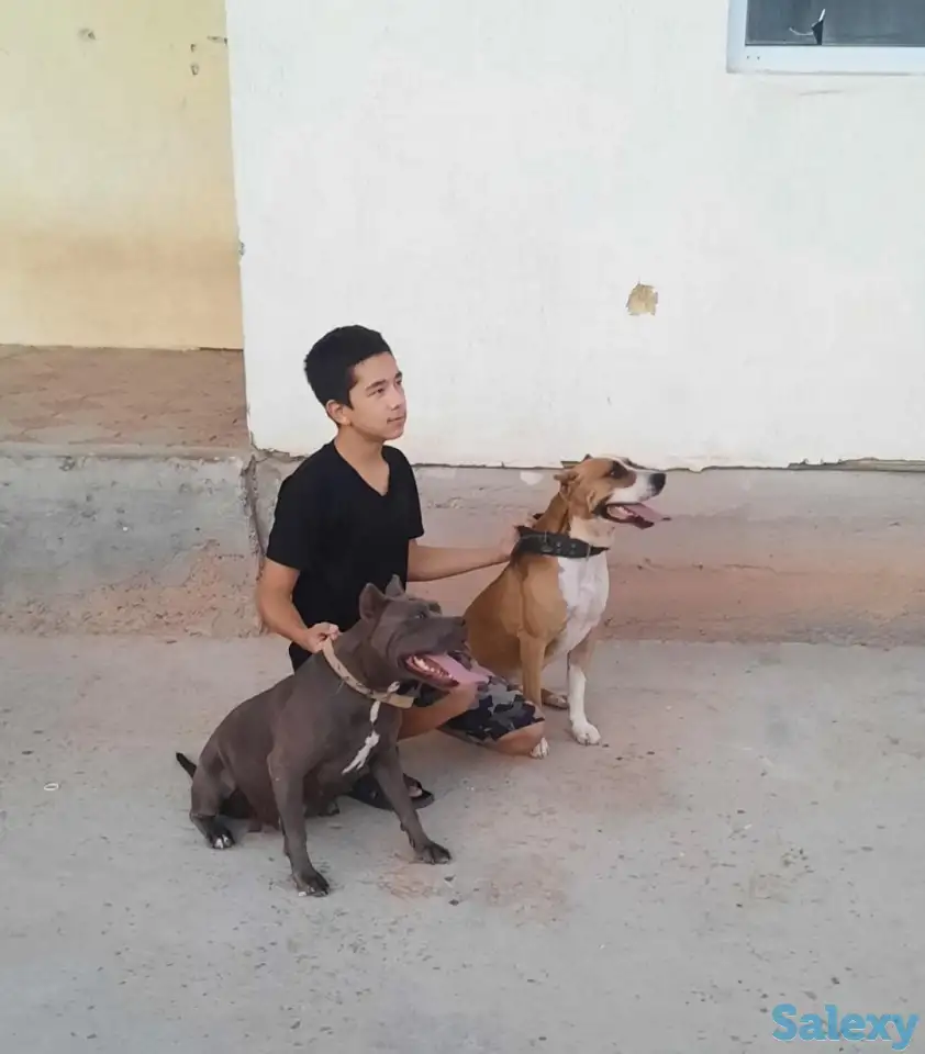 Продам щенков стаффорда, фотография 3