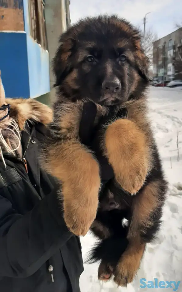 Щенки немецкой длинношерстной овчарки, фотография 7