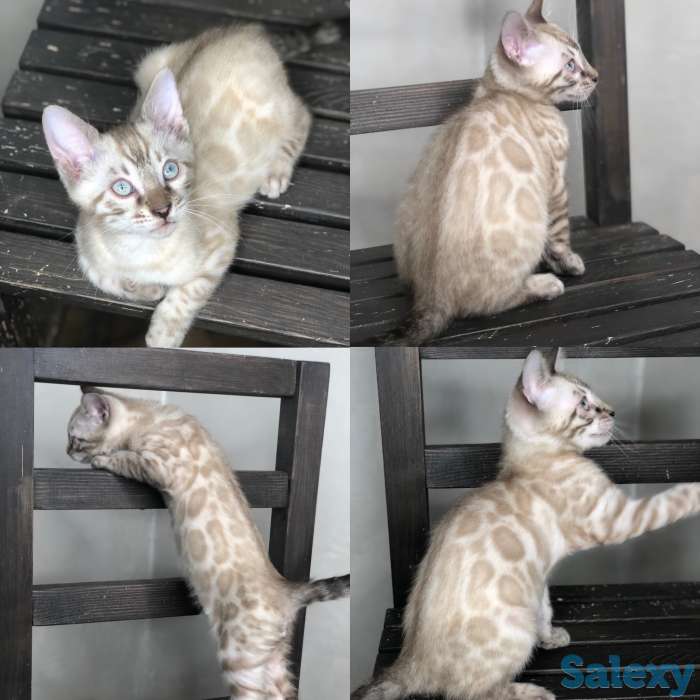 Снежные бенгальские котята в разведение и любимцы, фотография 1