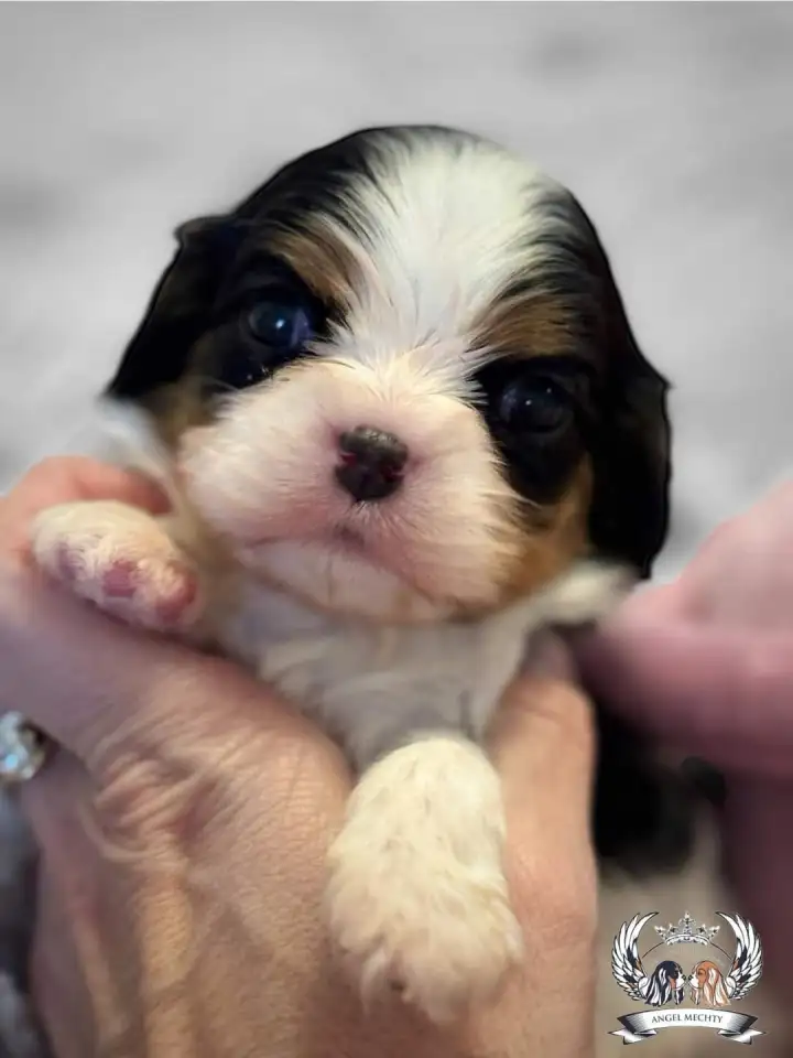 Профессиональный питомник ANGEL MECHTY., фотография 17