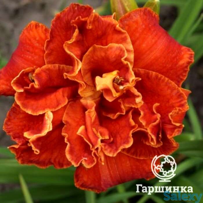 Лилейник мозес файе, фотография 1