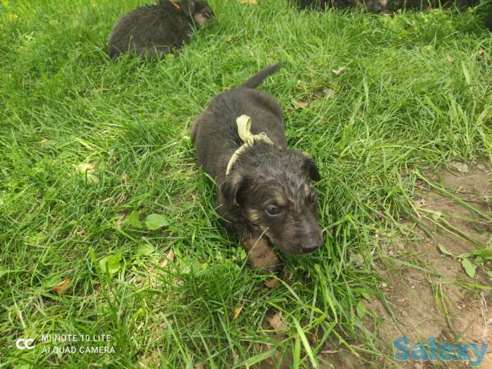 Щенки овчарки, фотография 4