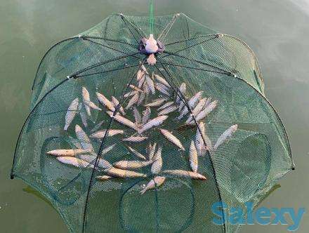 Поймайте столько рыбы, сколько сможете унести!, фотография 1