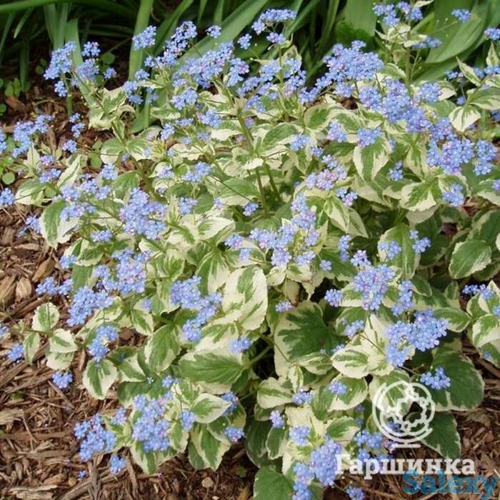 Бруннера вариегата, фотография 1