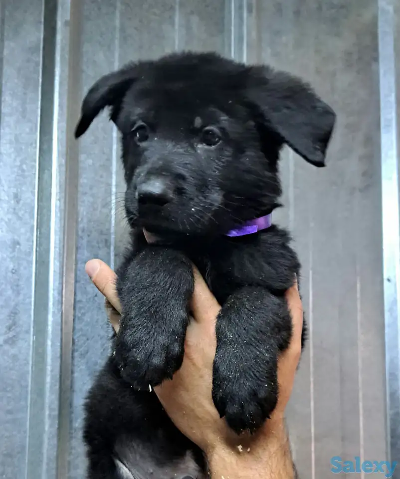 Щенки немецкой овчарки зонарного и черного окрасов, фотография 4