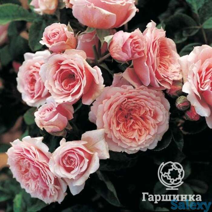 Роза уильям кристи, гийо, фотография 1