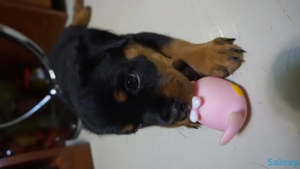 Продам, фотография 9