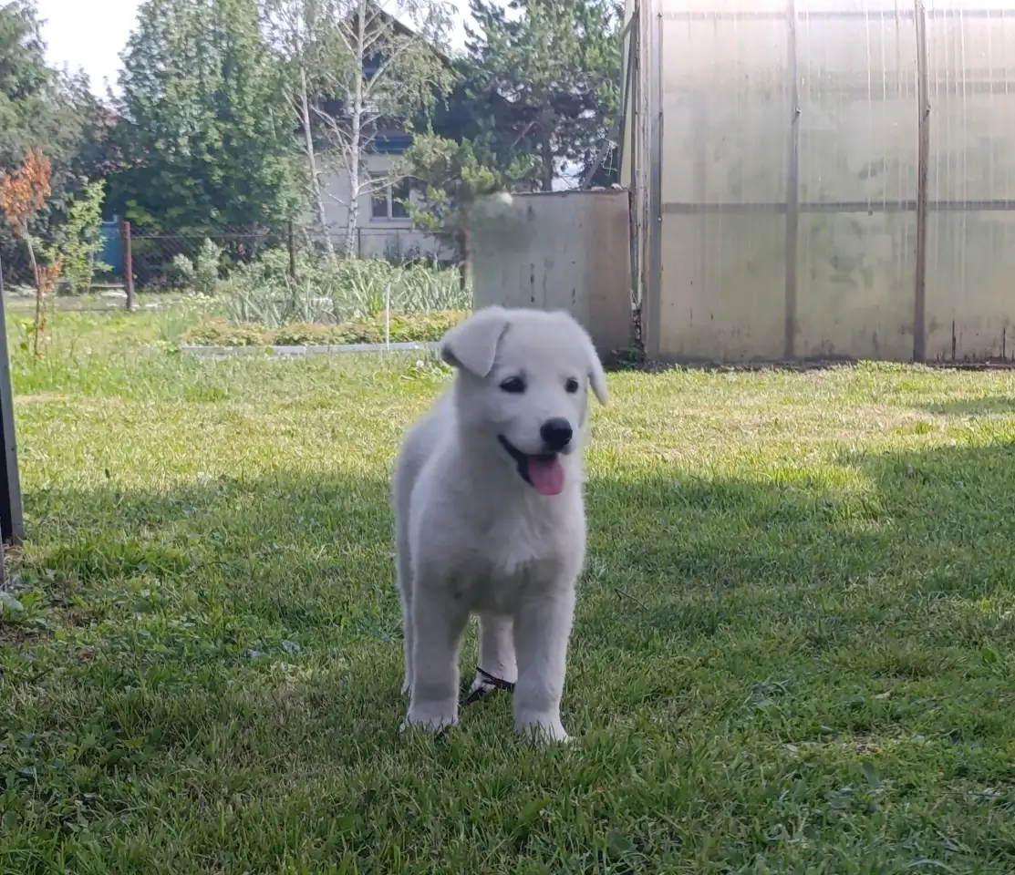 Щенок белой швейцарской овчарки, фотография 7