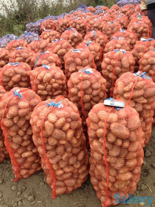 Продажа Картофеля Гала и Ред Леди 9.50 руб., фотография 6