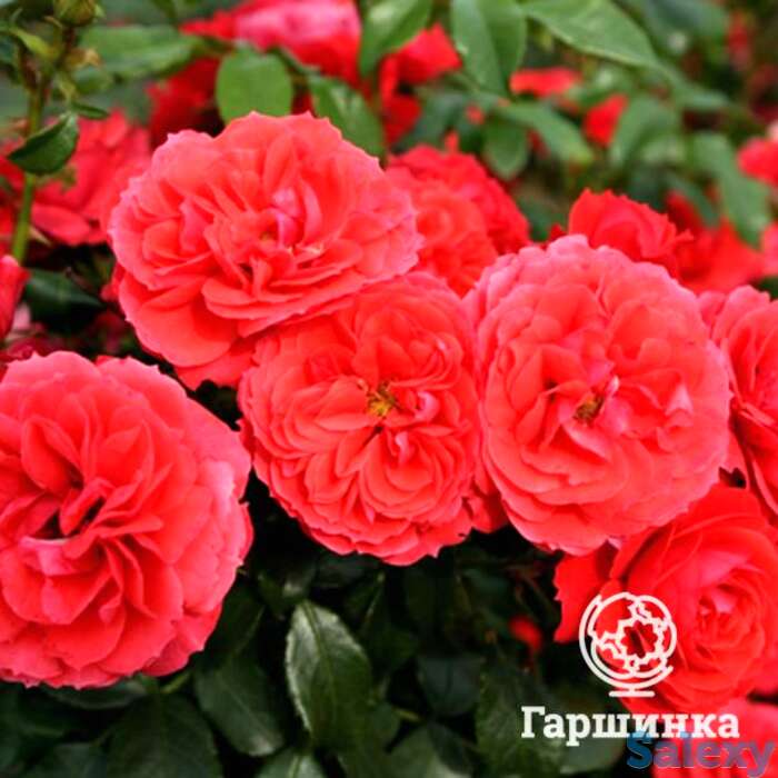 Роза черри герл, топалович, фотография 1