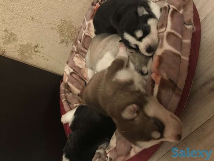 Бронирование щенков чистокровной хаски, фотография 2