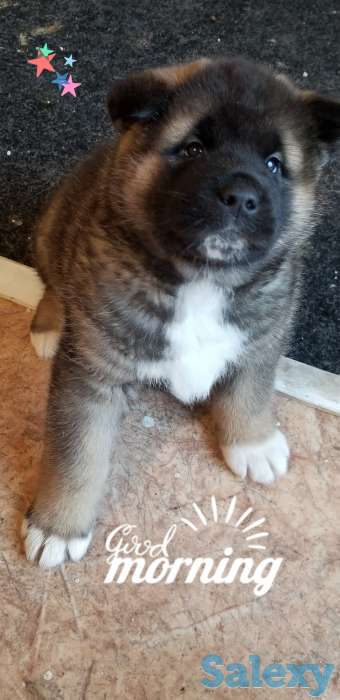 продам щенков Американская акита, фотография 1