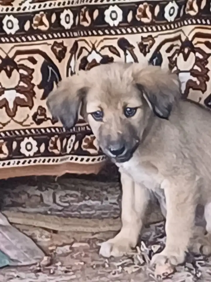 Продам щенков, фотография 4