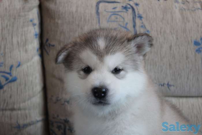 Щенки Аляскинского маламута, фотография 4