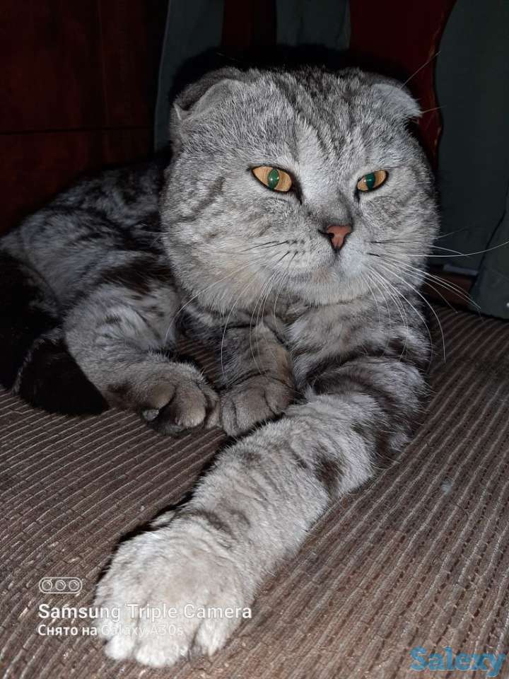 Продам котят мальчиков и девочек., фотография 14