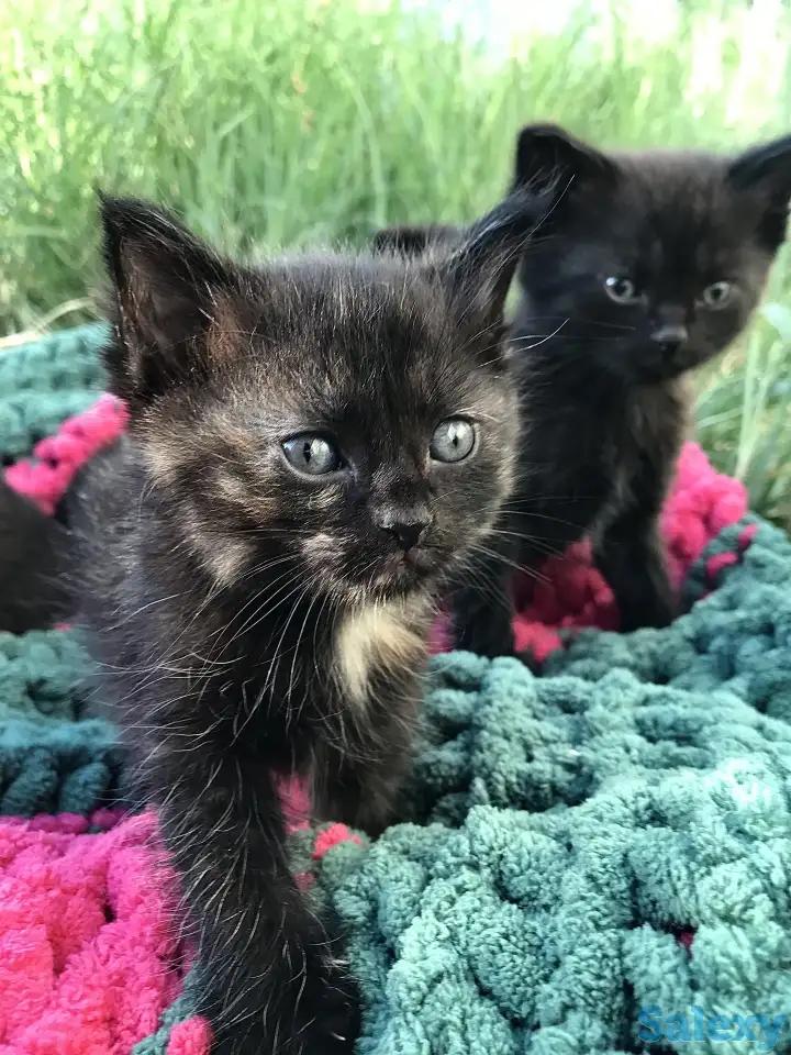 Котята вислоухие, фотография 4