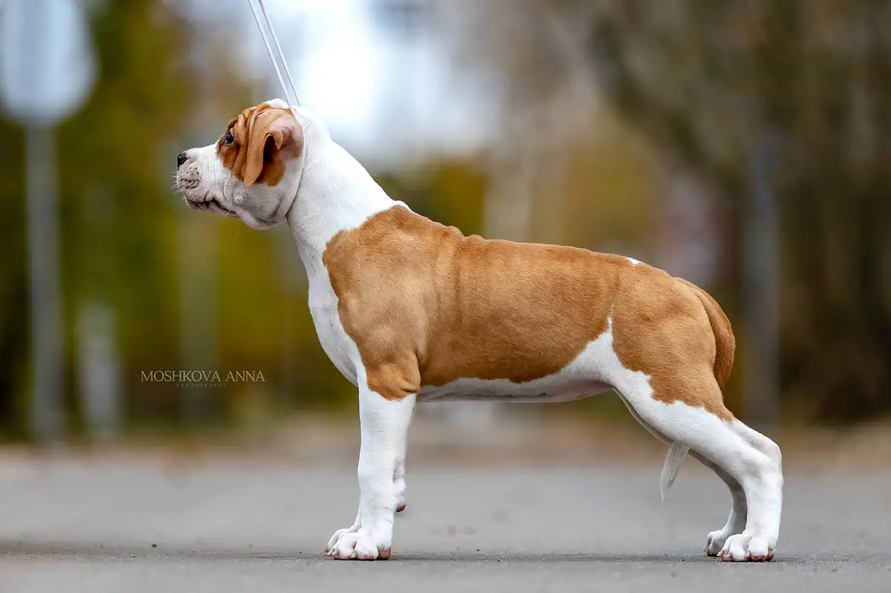 Американский стаффордширский терьер щенки продажа, фотография 4