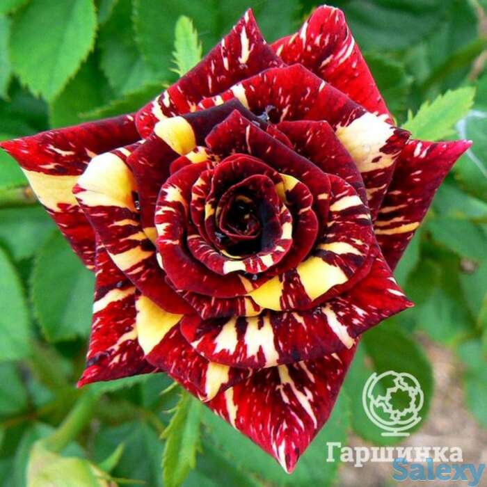 Роза абракадабра, топалович, фотография 1