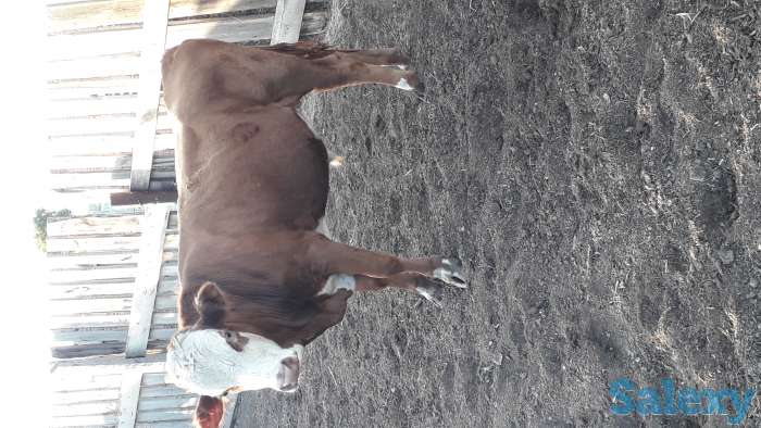 Продам бычка 1 3 комолый, фотография 1