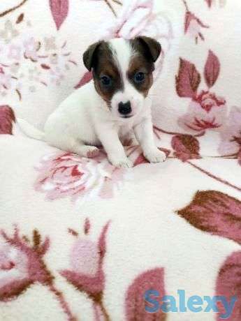 Продам щенки Джек Рассел терьер, фотография 1