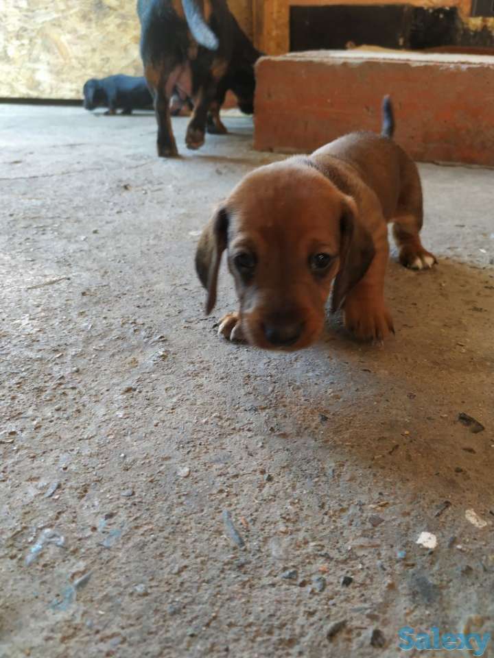 Продаются щенки стандартной гладкошерстной таксы, фотография 3