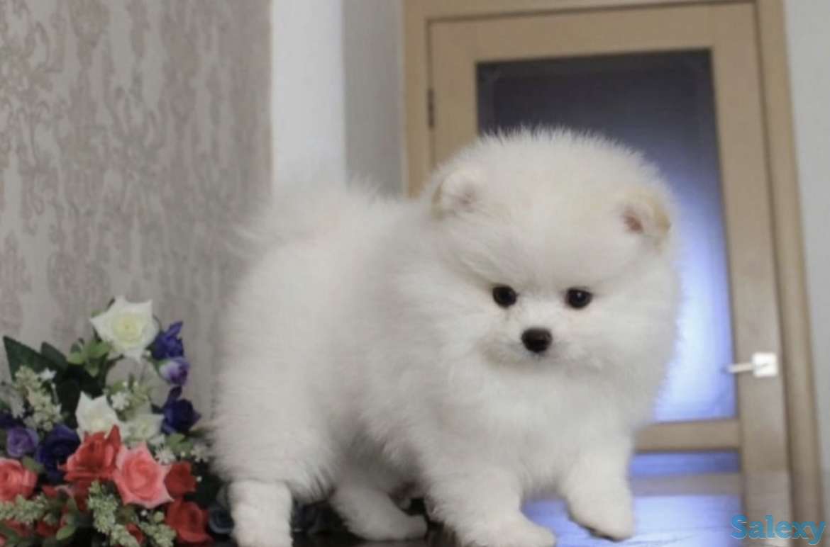 В продаже щенки померашки, фотография 1