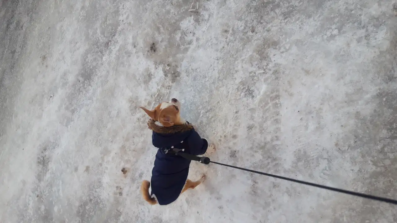 Предлагается чихуахуа мальчик 1 год с документами., фотография 3