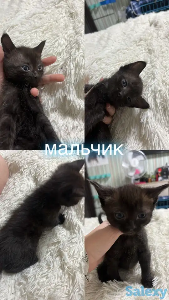 Отдам котят, фотография 5