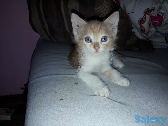 Отдам в добрые руки 1 месячного рыжего котёнка., фотография 6