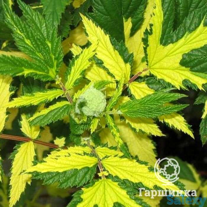 Лабазник (таволга) Вариегата, фотография 1