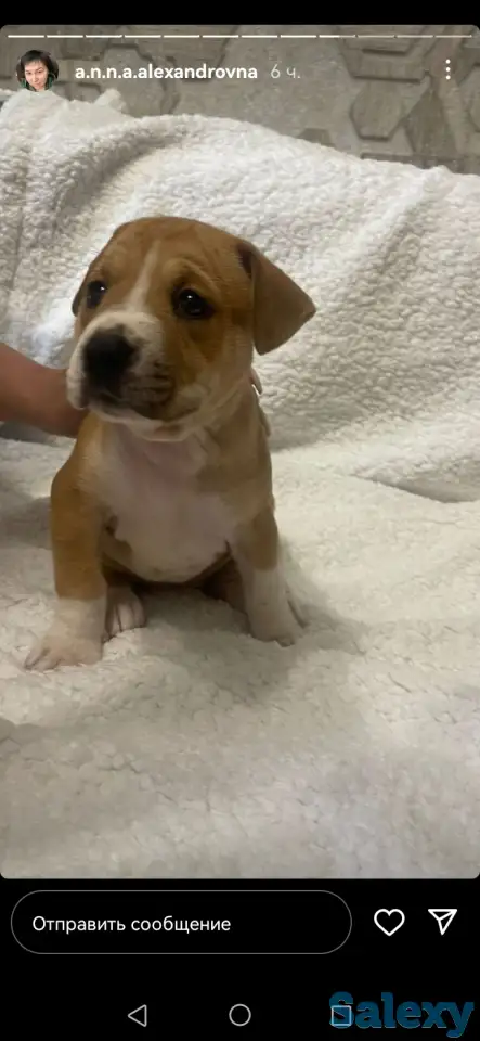 Продажа стаффорда, фотография 3