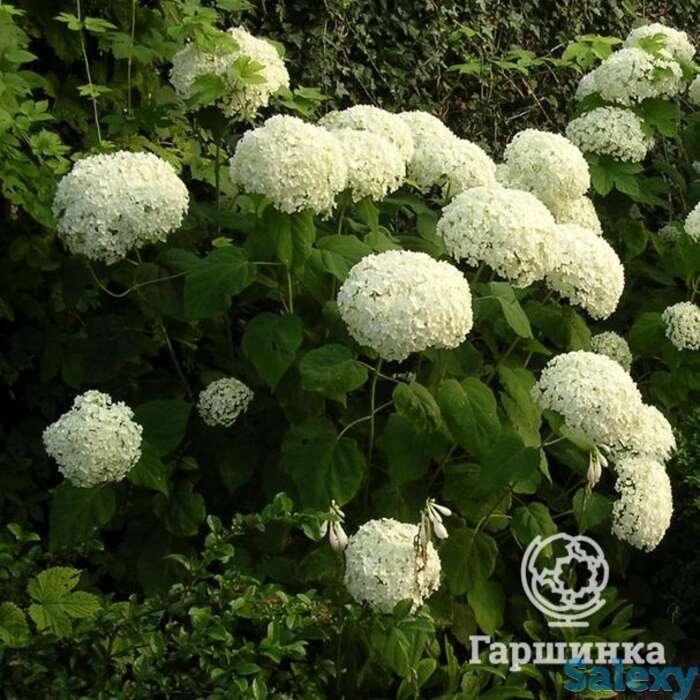 Гортензия анабель, фотография 1