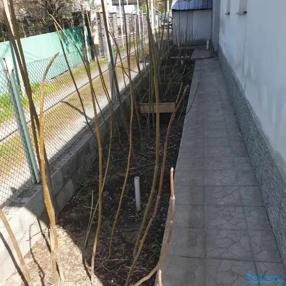 Продам саженцы Павлонии, фотография 3