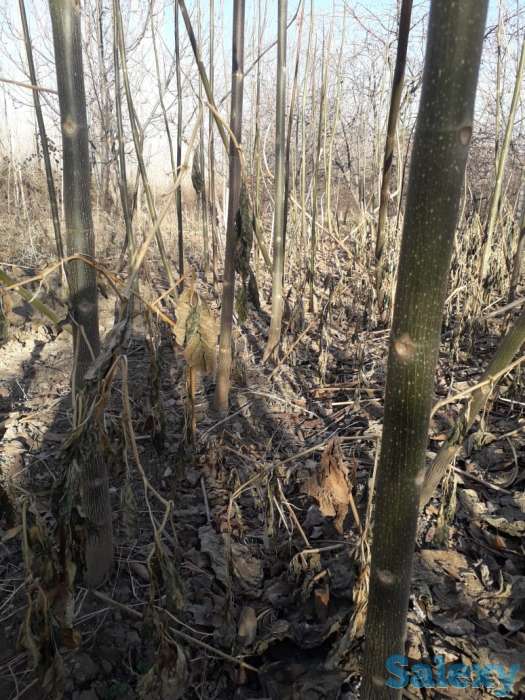 Саженцы павловнии, фотография 2